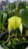 Bulbophyllum arfakianum green